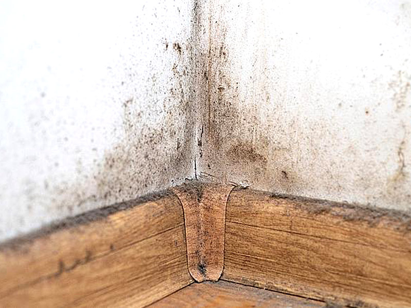 Почему на моем плинтусе растет плесень?